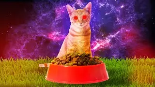 Feed Your Cat (All Endings)- You Are Woken Up By Your Cat Begging For Food In This Soft Horror Game.