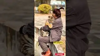 Bengal Tiger Cub Wants to Play With Girl ❤ | Apo Shorts |
