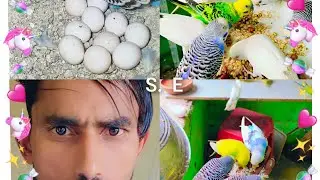 इस बार कॉलोनी में सबसे ज्यादा एंड ए गए हैं