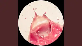 Acid Funk (Original Mix)