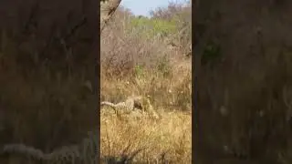 2 Fighting Leopards Take Dramatic Fall out of Tree