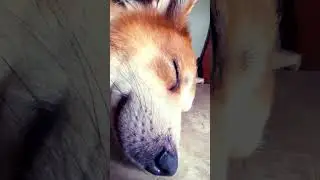 Dogs sleep more than humans, watch until the end ..🐈