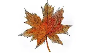 How to draw a Autumn Leaf | Realistic Autumn Leaf Drawing | Colorful Leaf Drawing