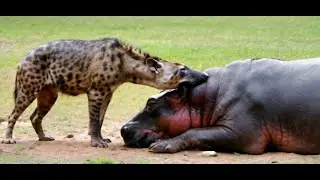 Unlikely Companions: Hyena Gently Licks a Hippo#ai#GPT#sora#kling#openai#story