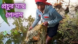 গ্রামের খালে জাল পেতে প্রচুর মোটি ও পুটি মাছ পেলাম !! সুন্দরবন 