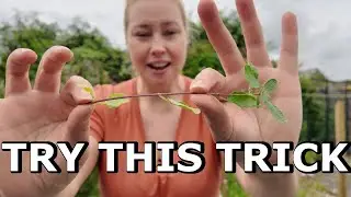 How To Grow Plants From Cuttings and Seeds, Gardening For Beginners