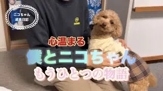 【トイプードル】『心温まる』僕とニコちゃん　もうひとつの物語