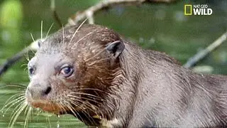 La loutre g&eacute;ante, le loup du fleuve