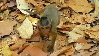 Baby monkey Timo angry mom monkey until cry loudly. Mom don't give suck to baby Timo.