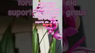 Orquidea bletilla striata 😱#singer#song#orquidea#flowers#flores#orchidbrasil #orchid&eacute;es #business