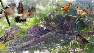 Amazing Quick Bird Trap in village Best Bird Trap 100% Work-How To Make Easy Bird Trap In Country