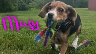 Beagle Puppy Mazy Learns Where Her Aggression Needs Can Be Met Appropriately!