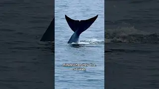 How Many Pounds Do You Think a Blue Whale's Heart Weighs? 🐋