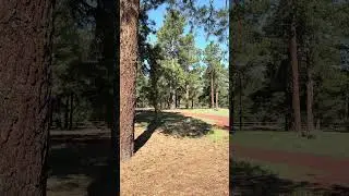 Beautiful northern Arizona! #realestate #arizona #forest