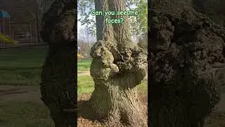 Can you see the faces? #nature #faces #trees #treebark #canyouseeit #lookcloser #imagination