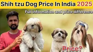 Shih Tzu Dog Price In India 2025 | Shih Tzu Dog Price And Monthly Cost | Shih Tzu dog