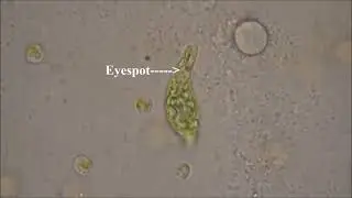 Chromalveolata