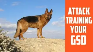 German Shepherd ATTACK Training(9 Effective TIPS)