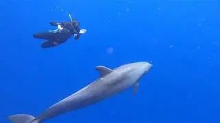 tursiops truncatus