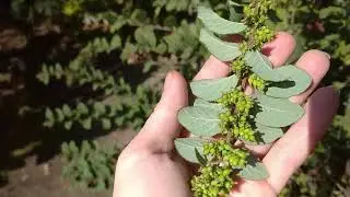 Garden tour september 2020