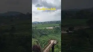 beautiful rice fields #andryasstory #shortsvideo #trawas #shorts #pacetmojokerto #mojokerto