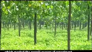 Siyang -- The hometown of poplars in China