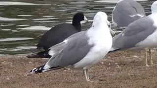 North American Wildlife --- California Gull