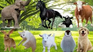 Calm Countryside Scenes:10 Gentle Farm Animals in Nature