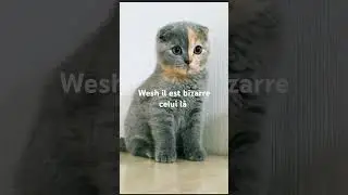 chaton!!