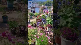Best Outdoor Flower Plants For Home Garden 🪴🌼🤯 #gardening #plants #outdoors #garden #nature #oasis