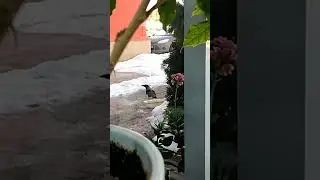 Crow meme (ворона мем) #memes | #животные