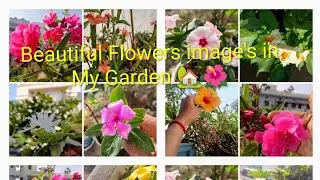Beautiful Flowers image's in My Garden 🏡💐🌿 ll 🌿 Flowers image's 🌷🌿 