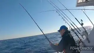 blufin tuna NC Hatteras ( GOODTIMES SportsFishing )