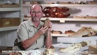 Coprolite (fossilised faeces) | Project DIG | Queensland Museum
