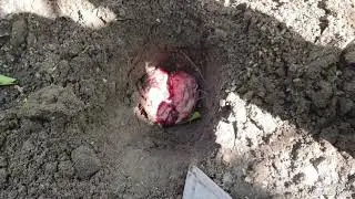 زراعة النارج العراقي في الحدائق المنزلية 🥀جنتي حديقتي🥀