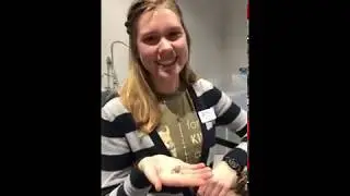 Blue Death Feigning Beetle - Cook Museum of Natural Science