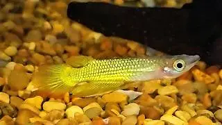 🐟Golden Wonder Killifish🐟