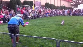 Leopard Dog at Western Idaho Fair.
