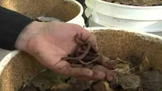 Let's Go Outdoors: The worm wrangler