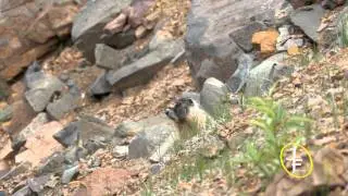 Yellow-Bellied Marmots