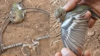 طريقة نصب فخ لصيد طيور