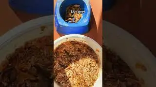 Shrews have a VORACIOUS appetite!