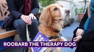 Meet Roobarb the Therapy Dog | Mayhew