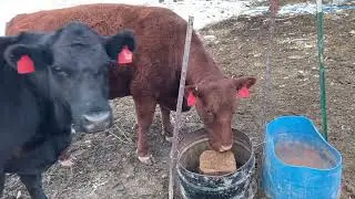 More protein for the cows