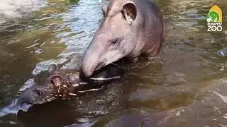 Pancsol&oacute; tap&iacute;r kisl&aacute;ny