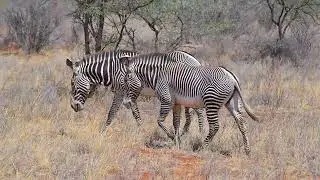 Gr&eacute;vy's zebra (Equus grevyi) foraging - Samburu NR (Kenya) 9-9-2025