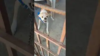 Angry Dog Bark and Growl🐾 | Ferocious Ferocious Dog Barking Sounds 🐕 | Dog🦮 #angry #aggressive #dog