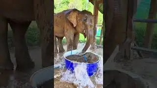 This elephant loved playing in the water 💦