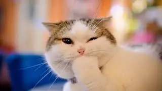 Best funny Cats videos 2021 New video🐾