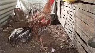 3 amunisi baru dan Spil ayam rawatan di kandang,,, tadi vidio nya suaranya kurang keras